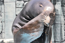 St. Thomas Sea Lion Swim